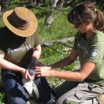 Earthwatch volunteers collect data on an African penguin (C) Caroline Edgar