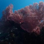 A sea fan coral (C) Earthwatch Australia