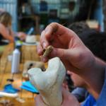 Earthwatch volunteers analyzing artifacts in Tuscany