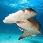 More than a third of sharks and rays around the world are at risk of extinction, making them the second most threatened vertebrate group on earth (after amphibians).