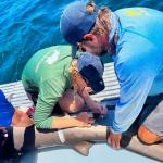 The Earthwatch team will measure, identify, and tag the sharks before releasing them. 