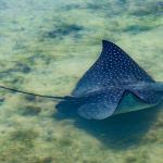 Earthwatch volunteers will also have the opportunity to help establish research on Florida’s ray populations.