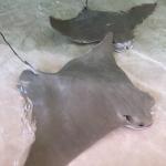 Earthwatch volunteers will also have the opportunity to help establish research on Florida’s ray populations.