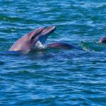 Earthwatch’s Sea of Giants: Marine Life of the Baja Peninsula Expedition will focus in part on studying bottlenose dolphins and whale sharks in an urbanized seascape. | Earthwatch