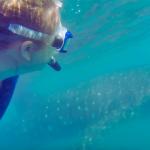 Earthwatch participants will will spend part of one day in the water with whale sharks to use underwater cameras to take photos of whale sharks that can be used to identify the individuals. | Earthwatch