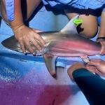 A blacktip shark being tagged for research purposes by two people.