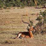 An impala (Aepyceros melampus) lies in the grasses of the gently rolling African savannah plains.