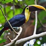 A chestnut-mandibled toucan in a tree in a rainforest in Costa Rica.