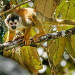 A squirrel monkey on a branch of a tree in the Costa Rican rainforest.