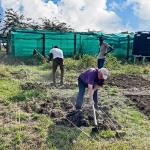 Three people preparing the soil for replanting in Kenya. 