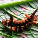 Euchromia polymena caterpillar crawling on a leaf