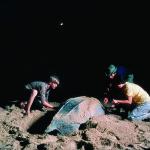 Earthwatch volunteers collect data on a nesting female leatherback