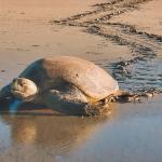 A female olive ridley sea turtle (Lepidochelys olivacea) returns to the ocean after laying her eggs