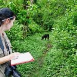 A researcher tracks a chimpanzee (Pan troglodytes) and records the data.
