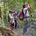 A group of people looking up into the trees with binoculars to track primates in Uganda