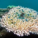 Bleached coral with fish in the Great Barrier Reef