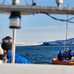 Earthwatch volunteers track killer whales (Orcinus orca) by boat (C) Filipa Samarra
