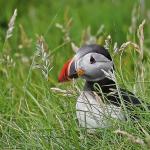 A puffin (Fratercula) in the tall grasses of Vestmannaeyjar, Iceland