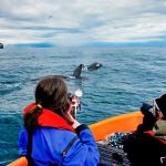 Earthwatch volunteers photograph a pod of killer whales (C) David Gaspard