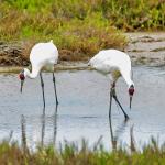 The Aransas-Wood Buffalo population of whooping cranes (Grus Americana) is the last wild, naturally migratory flock of the species in the world. 