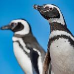 Two Magellanic penguins (Spheniscus magellanicus) c Chris Linder