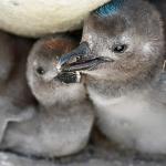 Two Magellanic penguin (Spheniscus magellanicus) chicks in a nest (C) Chris Linder