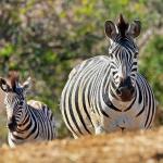 Two zebras (Equus quagga) grazing in the African savanna 
