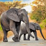 Two African bush elephants (Loxodonta africana)—a mother and a baby crossing a road in Hluhluwe-iMfolozi Park