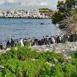 A colony of African penguins (Spheniscus demersus) on Robben Island