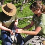 Earthwatch volunteers collect data on an African penguin (Spheniscus demersus) (C) Caroline Edgar