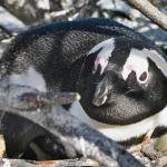 A female African penguin (Spheniscus demersus) on her nest (C) Sara Stroman