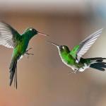 Two Cuban emerald (Riccordia ricordii) hummingbirds flying around each other (C) Maikel Cañizares