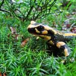 A Fire salamander (Salamandra salamandra) in the grasses of the Valley of Ordino (C) Jana Marco
