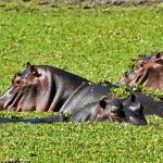 Three hippos (Hippopotamus amphibius) half submerged in water with leaves floating on top of the surface