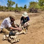 A researcher analyzing bones with the help of an Earthwatch participant 