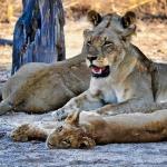 Several lions lying in a shady spot in Zambia 