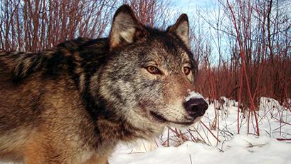 With 20 years of support from Earthwatch, Dr. Rolf Peterson produces groundbreaking findings about extinction risk among Isle Royale wolves, and is the first to detect the impact of inbreeding within this population.