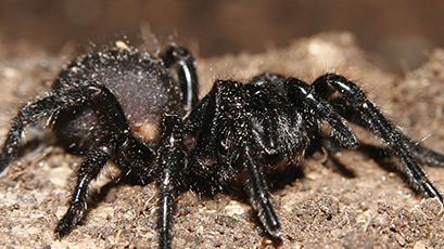 Drs. Geoffrey Monteith and R.J. Raven discover a new species of funnel-web spider in Queensland, Australia that is named Aname earthwatchorum (“of the Earthwatchers”).