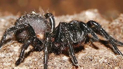 Funnel-web spider (Aname earthwatchorum)