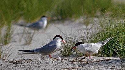 Three common terns (Sterna hirundo) on a beach