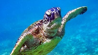 A Green Sea Turtle (Chelonia mydas)