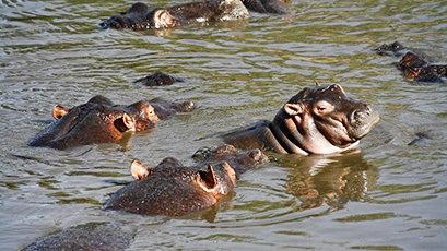 Hippopotamuses (Hippopotamus amphibius)